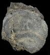 Fossil Whale Caudal Vertebrae - South Carolina #62095-2